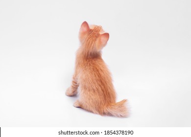 Little Orange Tabby Cat Sitting Back On White Background.