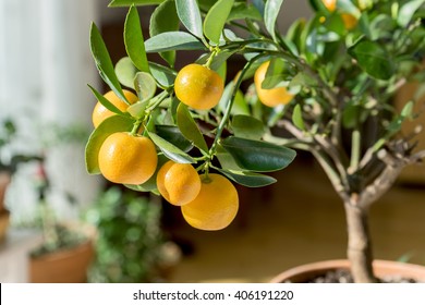kleiner orangefarbener Baum in einem Topf