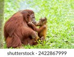 A little orangutan gently strokes its mother