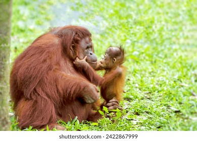 A little orangutan gently strokes its mother's face - Powered by Shutterstock