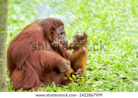 A little orangutan gently strokes its mother's face