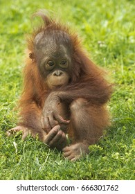 Little Orangutan puppy sitting on the grass