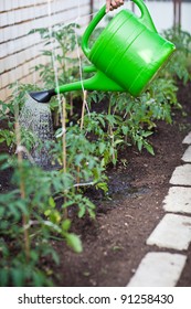 Little Organic/bio/permaculture Garden - Watering Tomato Vines In A Greenhouse