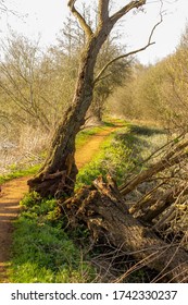 Little Ouse River Path In Santon Downham And Brandon, West Suffolk, England, United Kingdom 