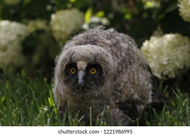 Little owl owl (Asio otus) sits on the grass. Close-up. Fluffy with big eyes.
