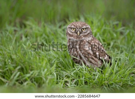 Similar – Image, Stock Photo Funny Burrowing owl Athene cunicularia