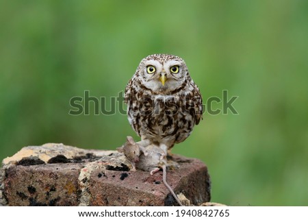 Similar – Image, Stock Photo Funny Burrowing owl Athene cunicularia