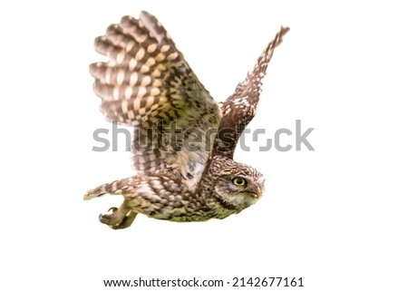 Little Owl (Athene noctua) nocturnal bird flying isolated on white background