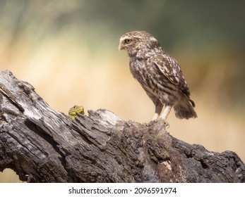 Little owl (Athene noctua) and ocellated lizard (Timon lepidus) on a log in the Spanish pasture - Shutterstock ID 2096591974