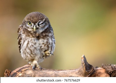 little owl (Athene noctua) is on the stone on a beautiful background. - Shutterstock ID 767576629