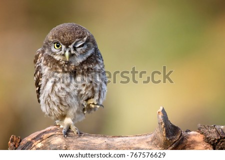 little owl (Athene noctua) is on the stone on a beautiful background.