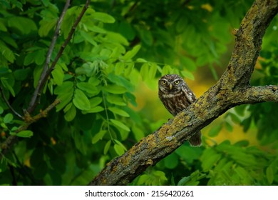 Little Owl (Athene Noctua) Perched On A Broken Roof Close Up Enlightened By Evening Sun. Bird In The Green Forest On The East Of Europe With Traditional Agriculture.