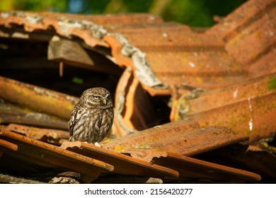 Little Owl (Athene Noctua) Perched On A Broken Roof Close Up Enlightened By Evening Sun. Bird In Open Countryside On The East Of Europe With Traditional Agriculture.