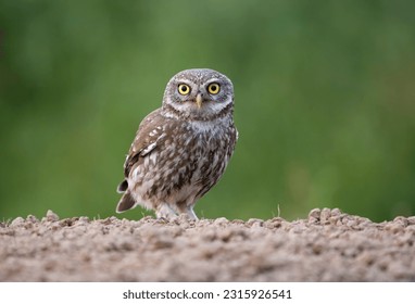 Little owl, Athene noctua, single bird on ground, Bulgaria, June 2023