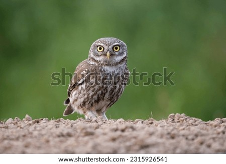Little owl, Athene noctua, single bird on ground, Bulgaria, June 2023