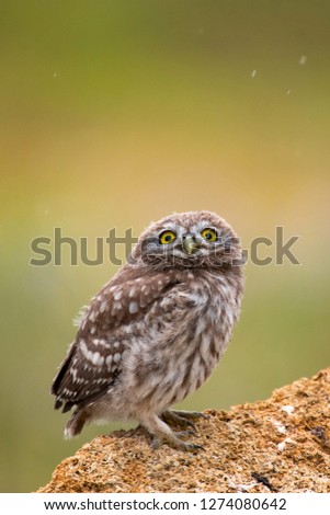 Image, Stock Photo Funny Burrowing owl Athene cunicularia