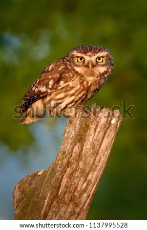 Little Owl (Athene noctula) perched on a pale close up enlightened by evening sun.