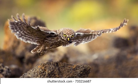 little owl is flying with prey. Athene noctua
