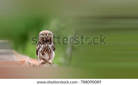 Similar – Image, Stock Photo Funny Burrowing owl Athene cunicularia