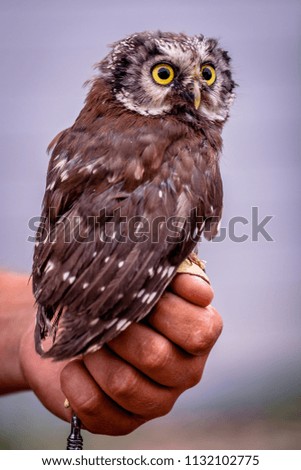 Similar – A young kestrel in the hands of its surrogate mother shortly after feeding