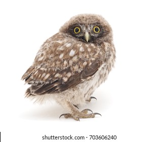 Little owl isolated on a white background.