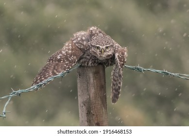 Little Owl On A Fence Post In The Rain And Wind. Using Its Wings To Hold On To The Barbed Wire. Blurred Greed Bokeh Background. Latin Name Athene Noctua.