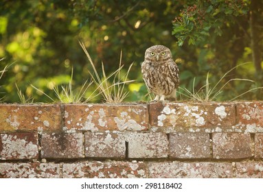 A Little Owl On An Old Brick Wall