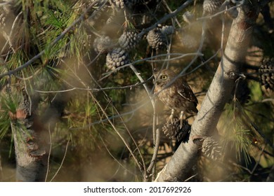 Little Owl On A Strobilus