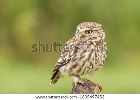 Similar – Image, Stock Photo Adult Burrowing owl Athene cunicularia