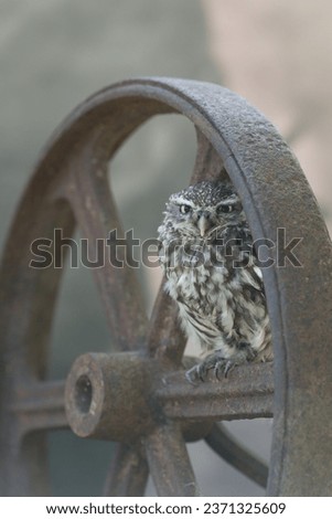 little owl perched sat on rustic rusted iron wagon wheel farm bird cute tiny grumpy face eyes brown white portrait calendar looking