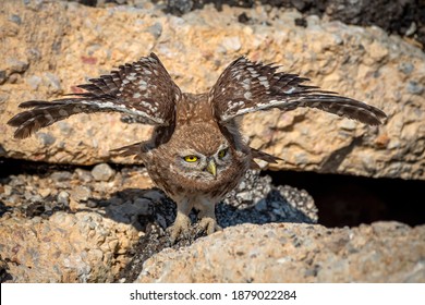 Little Owl, The Puppy Learning To Fly Athene Noctua