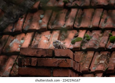 Little owl in the Rhodope mountains. Small owl hide in the chimney. Ornithology in Bulgaria. Rare owl is nesting in buildling ruin. 