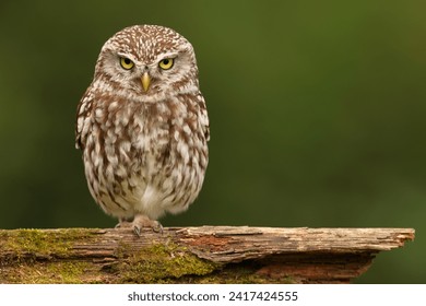 Little Owl Sitting on Perch