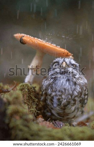 A little owl is taking shelter from the rain under a mushroom. The owl is looking out from under the mushroom with big,, round eyes. The mushroom is red and white. The owl is brown and white. 