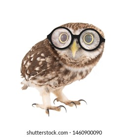 owl glasses