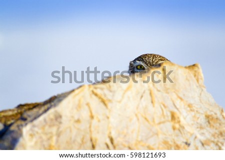 Similar – Image, Stock Photo closeup of an Owl eye Eyes