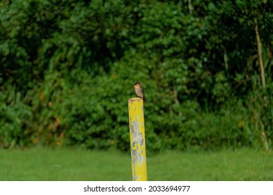 A Little Pacific Swallow Bird