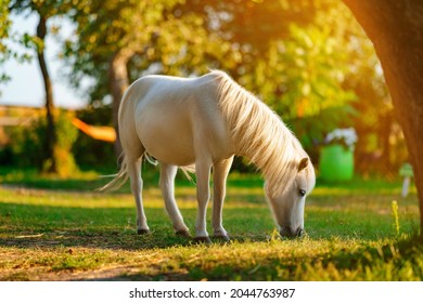 Little palomino pony horse with white mane grazes on the lawn and eats green grass at sunset  - Powered by Shutterstock