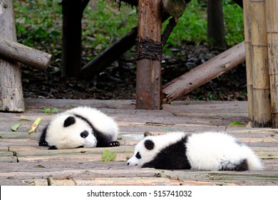 Little Panda Babies