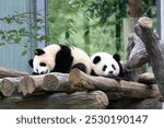 Little panda Crawling on the wood structure, Chengdu Panda Base