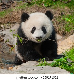 Little Panda Cub With Branch In Mouth