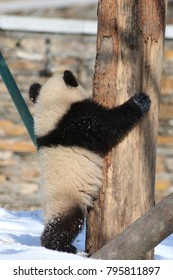 Little Panda Cub In Winter Time, China