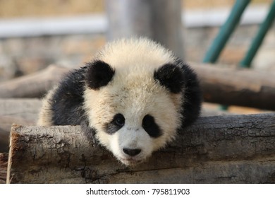 Little Panda Cub In Winter Time, China