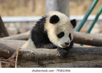 Little Panda Cub In Winter Time, China