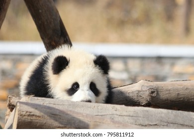 Little Panda Cub In Winter Time, China