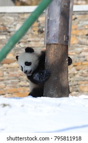 Little Panda Cub In Winter Time, China