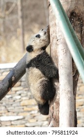 Little Panda Cub In Winter Time, China