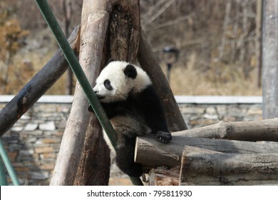 Little Panda Cub In Winter Time, China