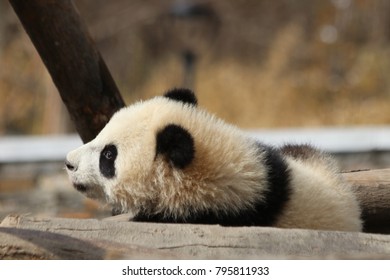 Little Panda Cub In Winter Time, China