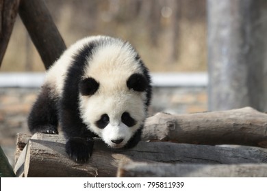 Little Panda Cub In Winter Time, China